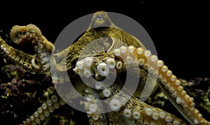 Octopus photo