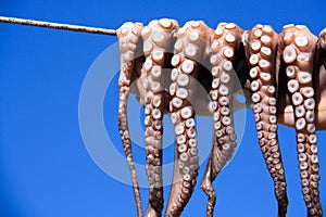 Octopus