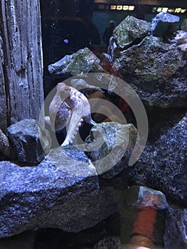 Octopus Against Rocks In Tank