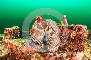 Octopus during an algae bloom