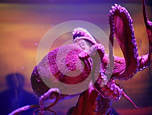Octopus in Aquariam