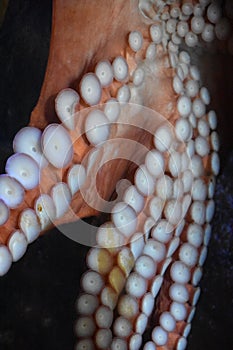 Octopus in an Aquarium