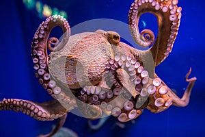 Octopus in aquarium