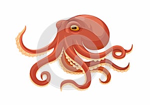 Octopus Aquatic Animal Cartoon illustration Vector