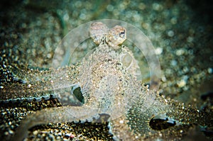 Octopus is aware bunaken sulawesi indonesia underwater photo