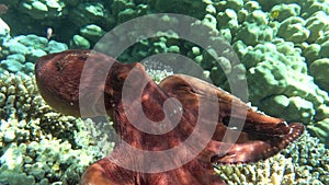 Octopus. Big Blue Octopus on the Red Sea Reefs.