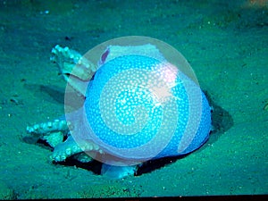 Octopus in big depth of Bering sea, picture taken by ROV