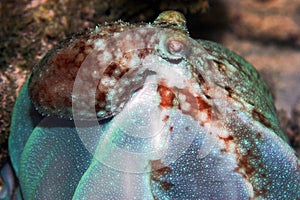 Octopus billowing