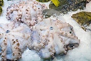 Octopus at the Boqueria market