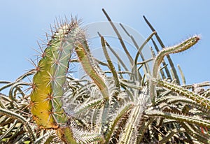 Octopus cactus