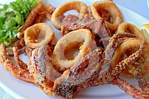 Octopus and calamaris