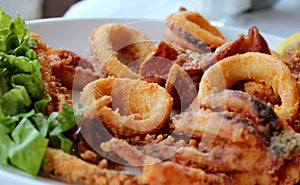 Octopus and calamaris