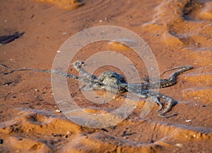 Octopus caught in shallow water at Roebuck Bay