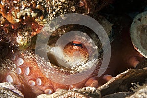 Octopus