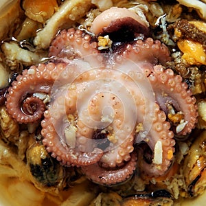 Octopus close-up