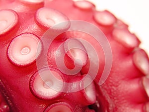 Octopus-close-up photo