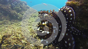 Octopus Close Up.Colourful Dangerous Octopi Marine Life.Aquatic Underwater Wildlife