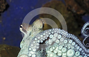Octopus, Close-up of Eyes and Tentacles