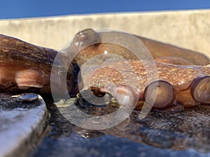 Octopus close up of tentacles on boat