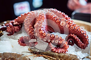 Octopus closeup on the ice background
