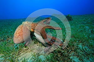 Octopus courtship and mating