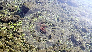 Octopus crawling on the sea bed