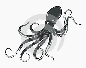 Octopus or cuttlefish, underwater spineless mollusk photo