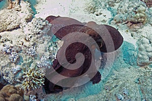 Octopus cyanea