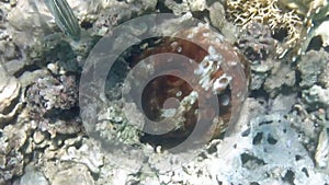 Octopus cyanea hiding in a hole in corals during the day. Big Blue Octopus in cave. Cyane octopus sits on a rock by chang color