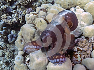 Octopus cyanea (Reef octopus) in the Red Sea. photo