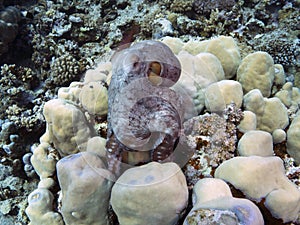Octopus cyanea photo