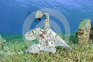 Octopus and Damselfish