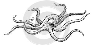 Octopus, decorative ink hand drawing