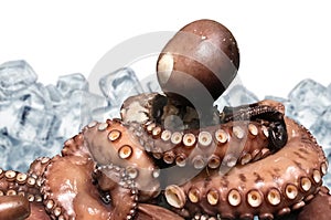 Octopus delicacy, exotic food