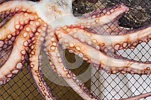 Octopus dries on a net