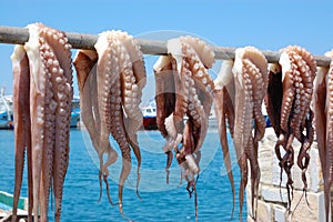 Octopus drying in greek islands