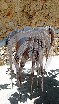 octopus