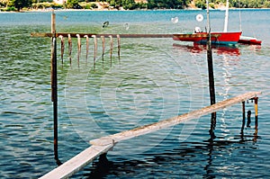 Octopus drying on string