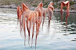 Octopus Drying on the String