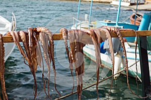 Octopus drying in the sun