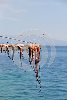 Octopus drying at the sun in Chios Island.