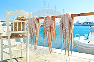 Octopus drying in the sun, Naxos island, Cyclades, Greece photo