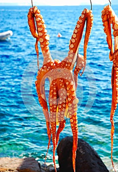 Octopus drying on the sun