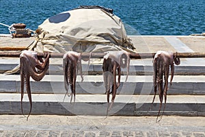 Octopus drying under the sun at Naoussa a Harbor. at Paros . Cyclades Islands. Greece