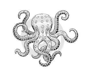 Chobotnice rytina ilustrácie 