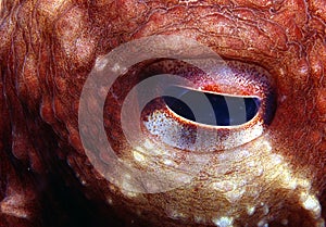 Octopus Eye