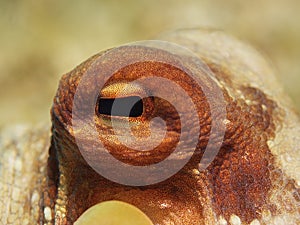 Octopus Eye