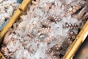 Octopus in fish Greek market on island Kalymnos