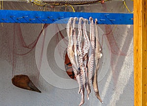 Octopus Fresh Caught from The Ocean in Greece Hanging on Blue Wooden Board on Sunny Summer Day.Close Up of Six Octopus with