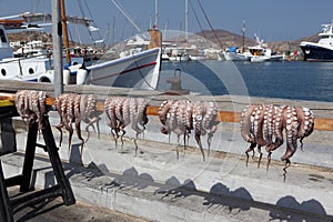 Octopus in Greece